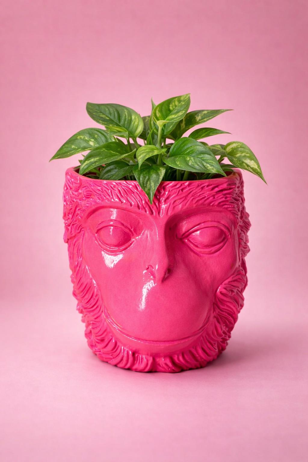 LOVE MONKEY | Candy Pink
