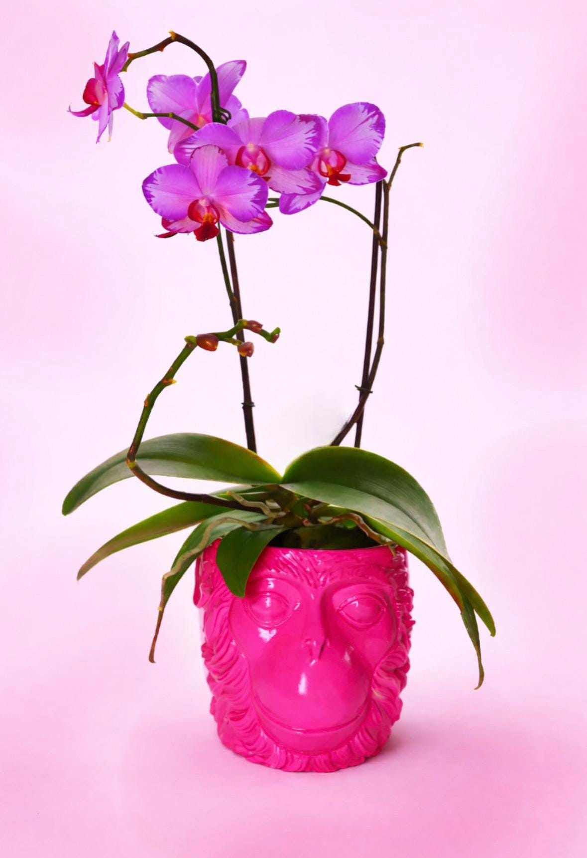 LOVE MONKEY | Candy Pink